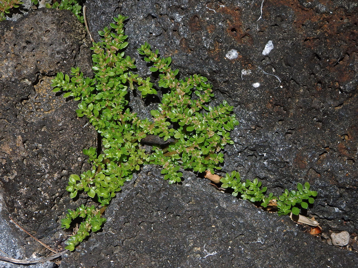 Pilea microphylla (L.) Liebm.