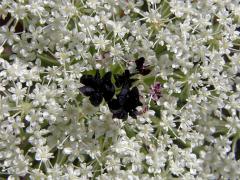 Mrkev obecná (Daucus carota L.)