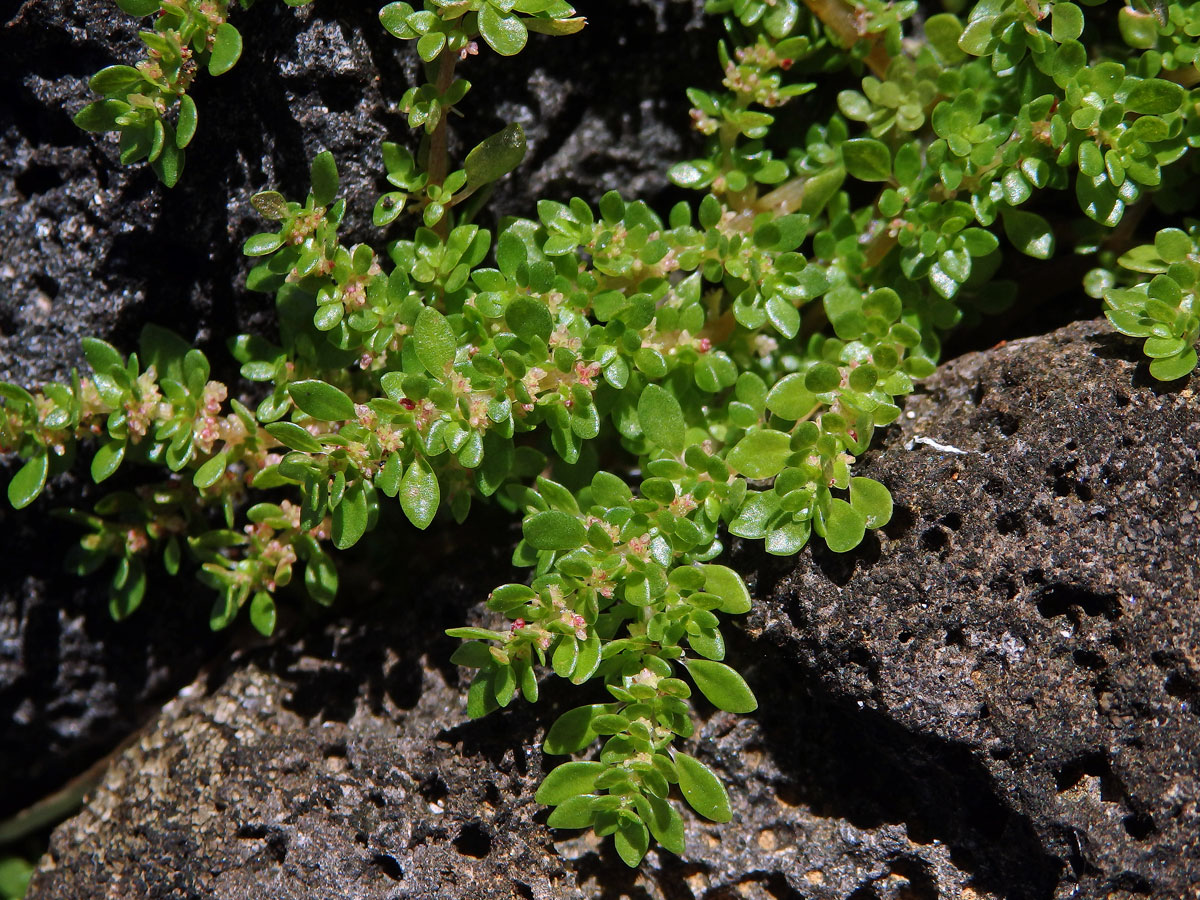 Pilea microphylla (L.) Liebm.