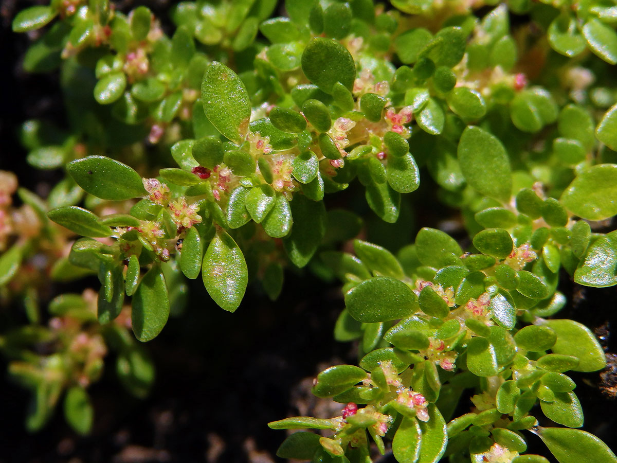 Pilea microphylla (L.) Liebm.