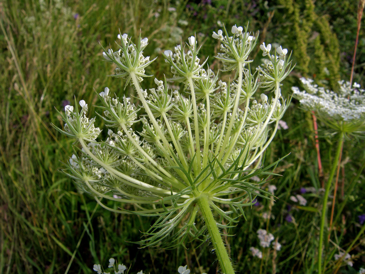 Mrkev obecná (Daucus carota L.)