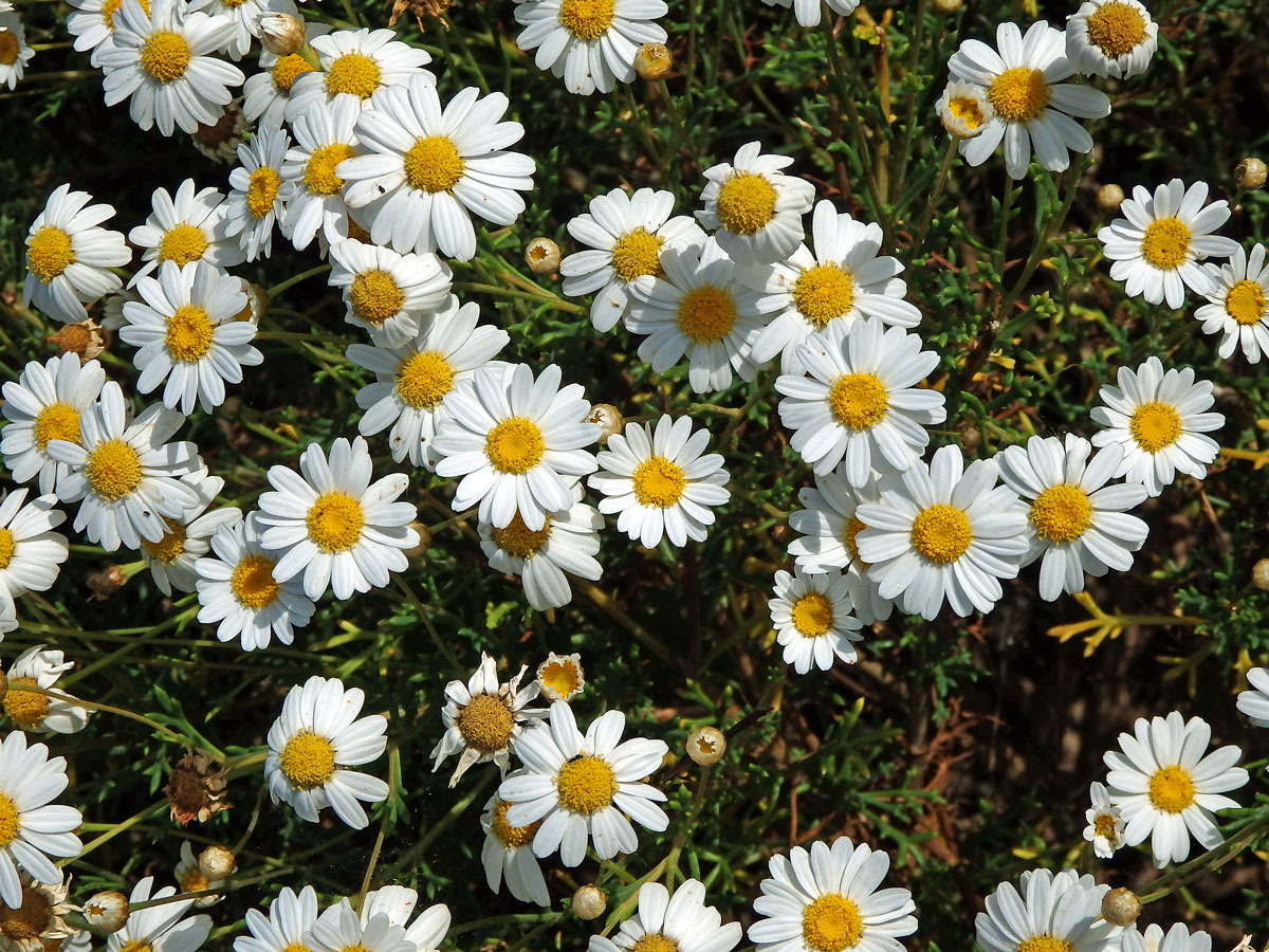 Rmen (Anthemis maritima L.)