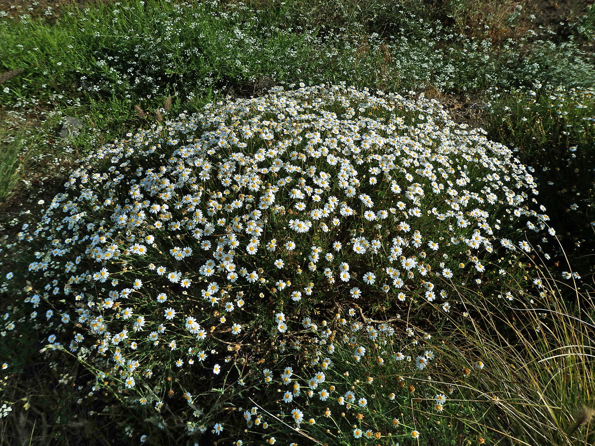 Rmen (Anthemis maritima L.)