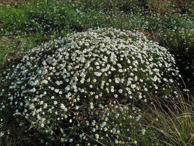 Rmen (Anthemis maritima L.)