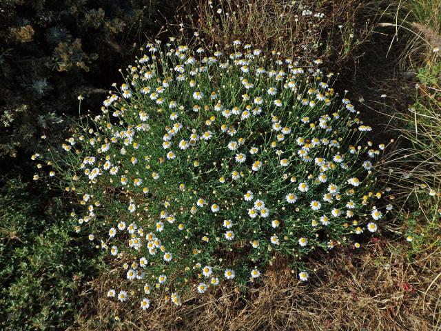 Rmen (Anthemis maritima L.)