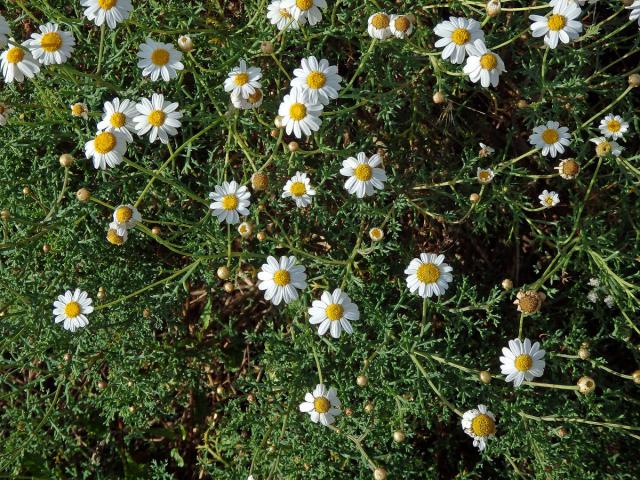 Rmen (Anthemis maritima L.)