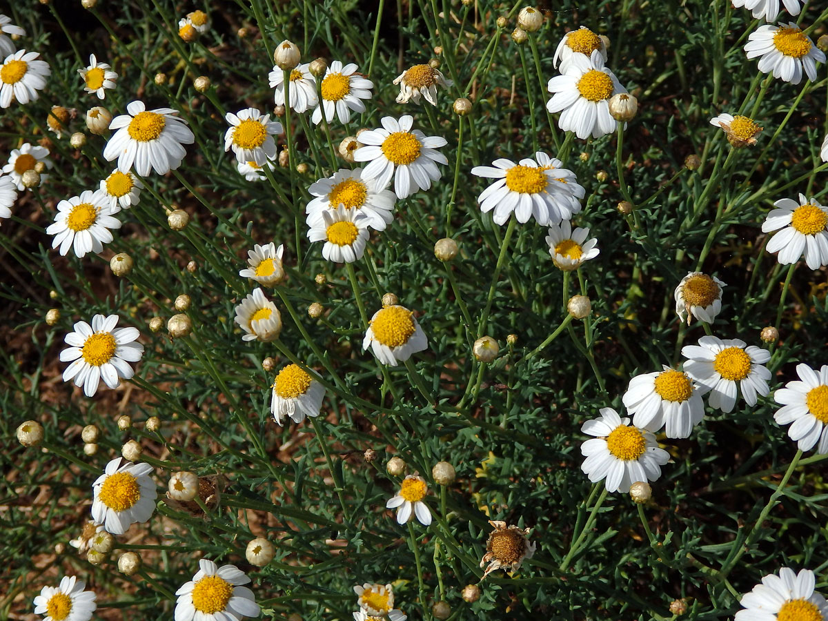 Rmen (Anthemis maritima L.)