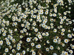 Rmen (Anthemis maritima L.)