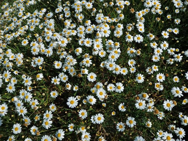 Rmen (Anthemis maritima L.)