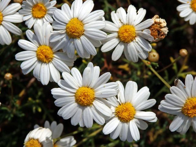 Rmen (Anthemis maritima L.)