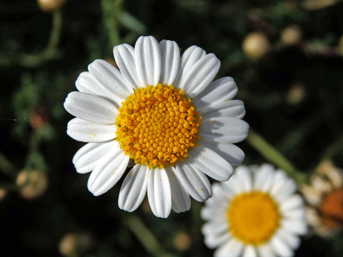 Rmen (Anthemis maritima L.)