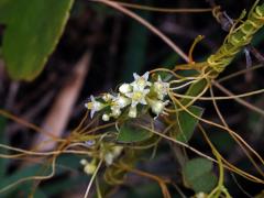 Kokotice (Cuscuta indecora Choisy)