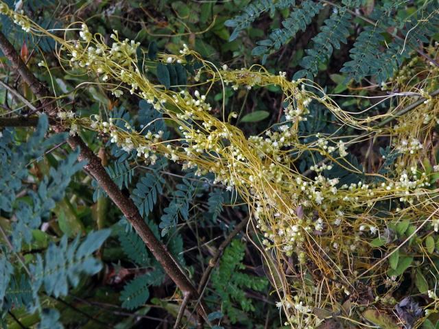 Kokotice (Cuscuta indecora Choisy)