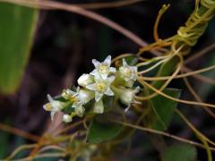 Kokotice (Cuscuta indecora Choisy)