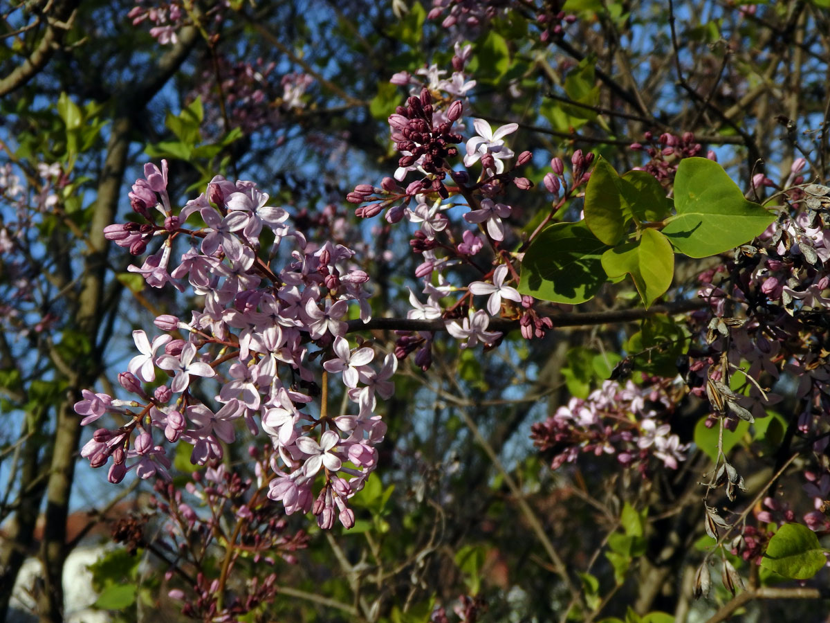 Šeřík širokolistý (Syringa oblata Lindl.)