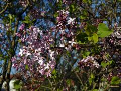 Šeřík širokolistý (Syringa oblata Lindl.)