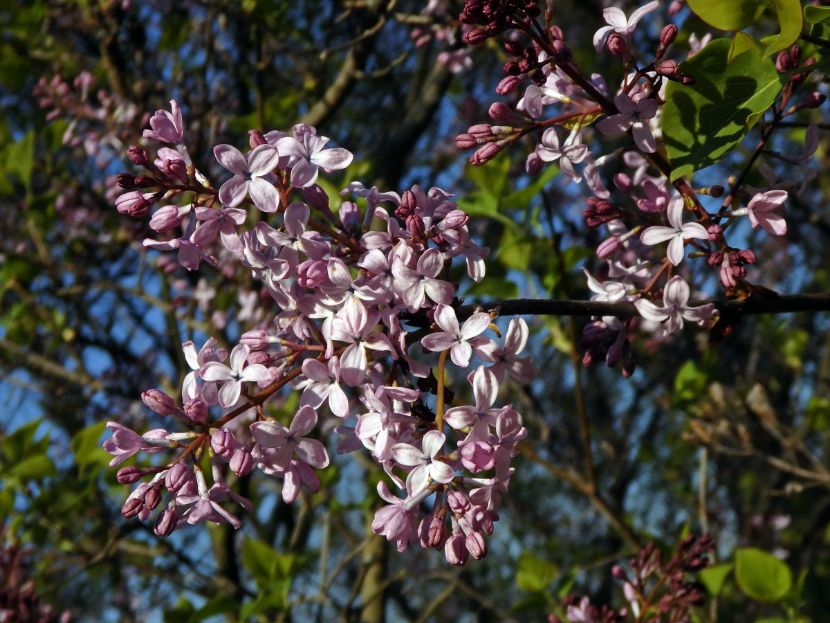 Šeřík širokolistý (Syringa oblata Lindl.)