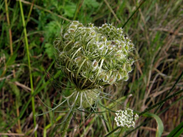 Mrkev obecná (Daucus carota L.)