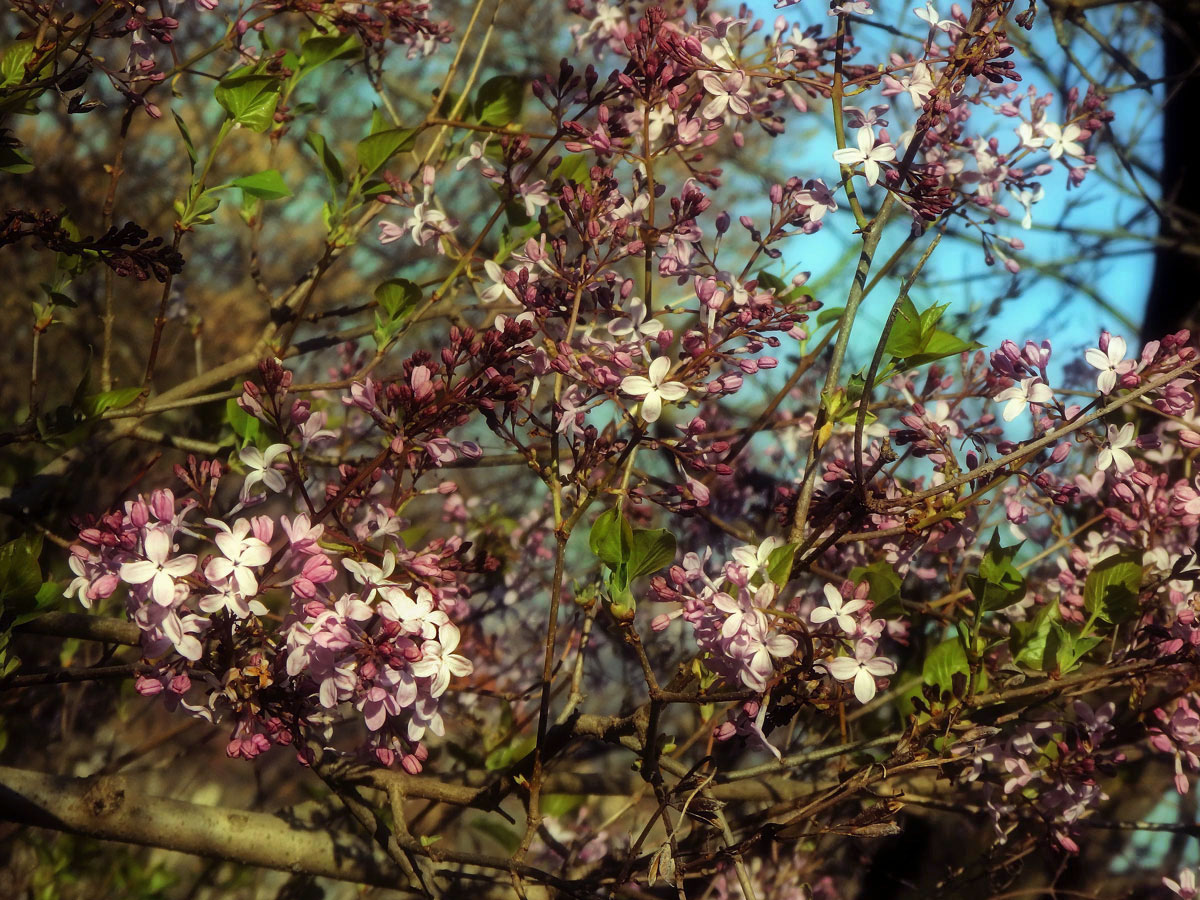 Šeřík širokolistý (Syringa oblata Lindl.)