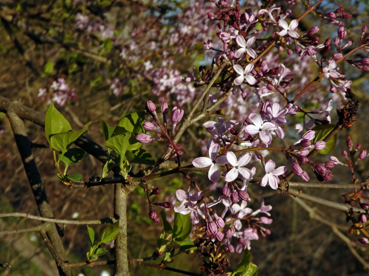 Šeřík širokolistý (Syringa oblata Lindl.)