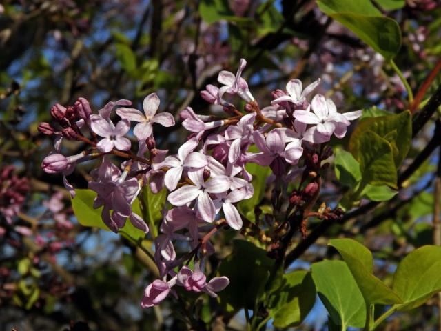 Šeřík širokolistý (Syringa oblata Lindl.)