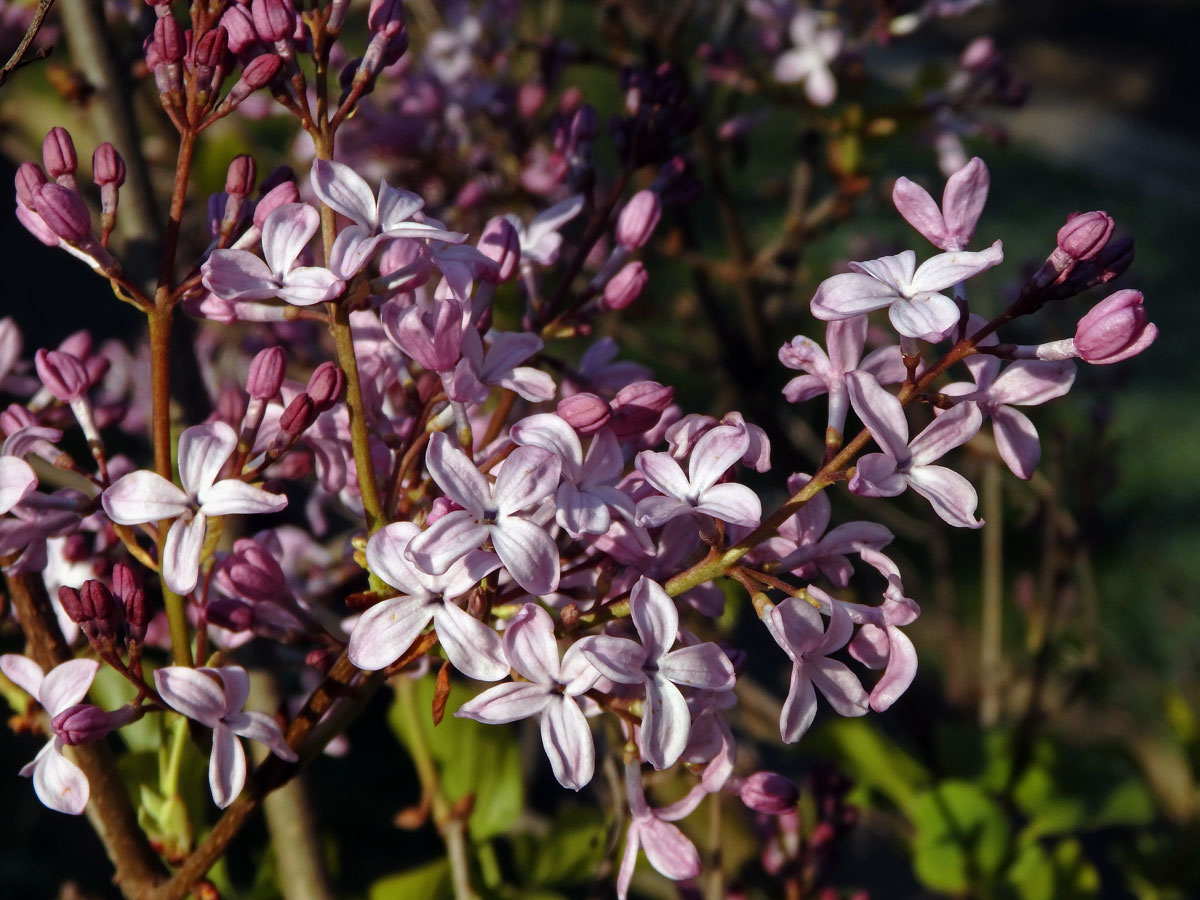 Šeřík širokolistý (Syringa oblata Lindl.)