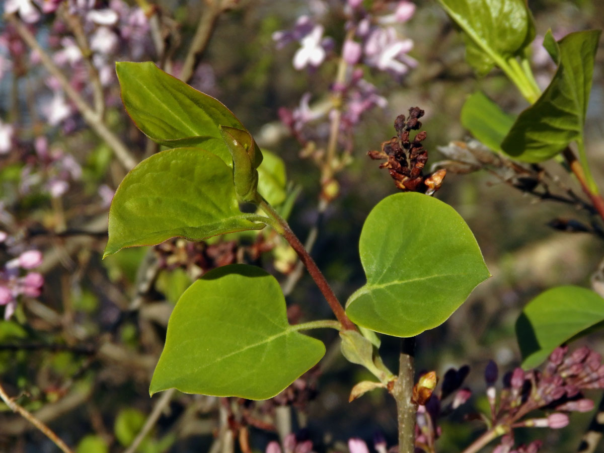 Šeřík širokolistý (Syringa oblata Lindl.)