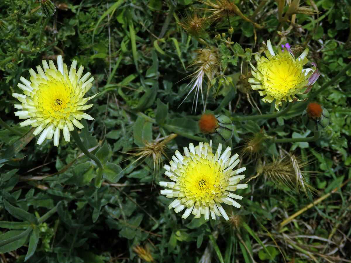 Klepucha obecná (Urospermum dalechampii L.) Scop.)