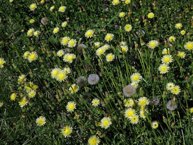 Klepucha obecná (Urospermum dalechampii L.) Scop.)