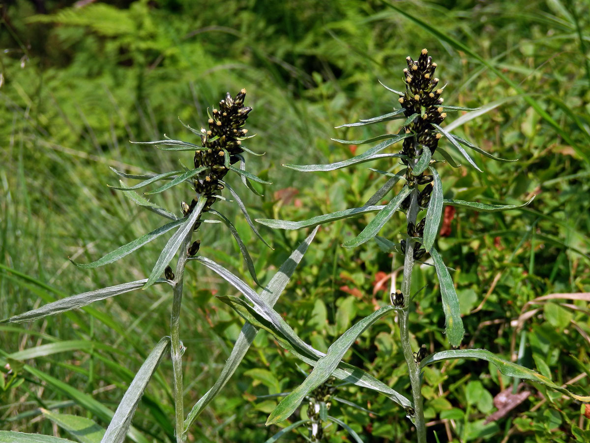 Protěž norská (Gnaphalium norvegicum Gunnerus)