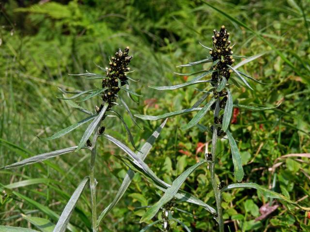 Protěž norská (Gnaphalium norvegicum Gunnerus)