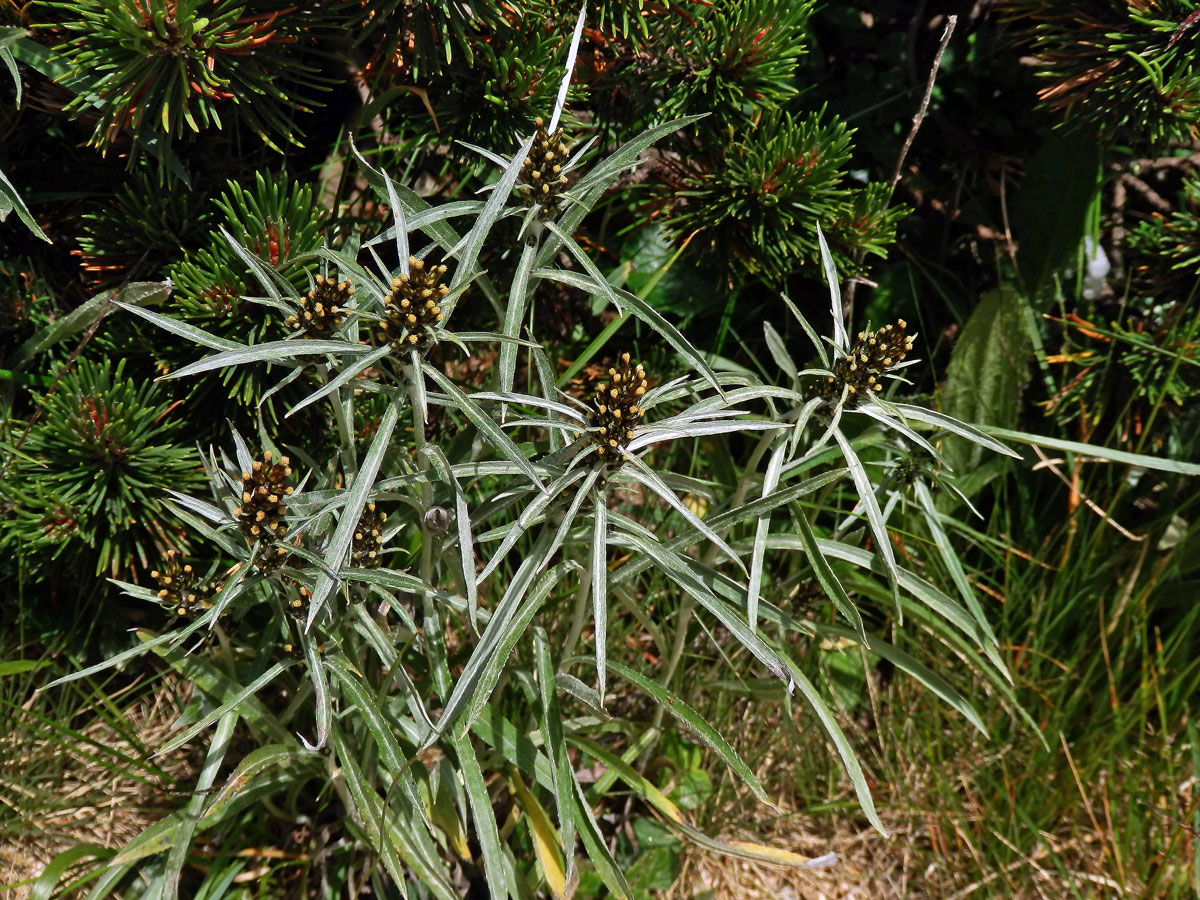 Protěž norská (Gnaphalium norvegicum Gunnerus)