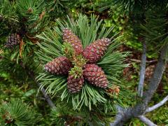 Borovice kleč (Pinus mugo Turra)