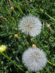 Klepucha obecná (Urospermum dalechampii L.) Scop.)