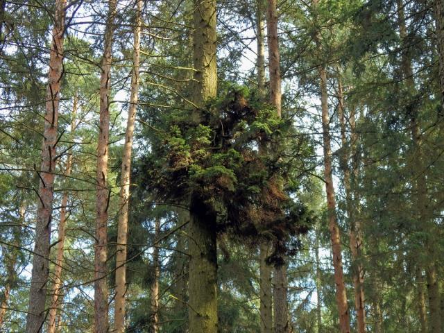 Čarověník na smrku ztepilém (Picea abies (L.) Karsten) (12a)