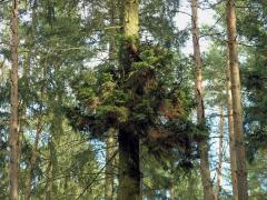 Čarověník na smrku ztepilém (Picea abies (L.) Karsten) (12b)