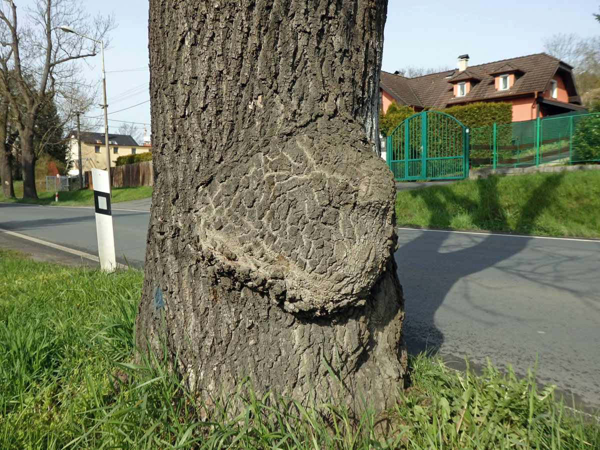 Nádor na jasanu ztepilém (Fraxinus excelsior L.) (27a)