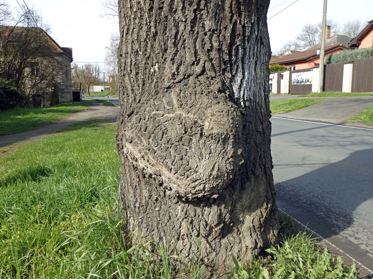 Nádor na jasanu ztepilém (Fraxinus excelsior L.) (27b)