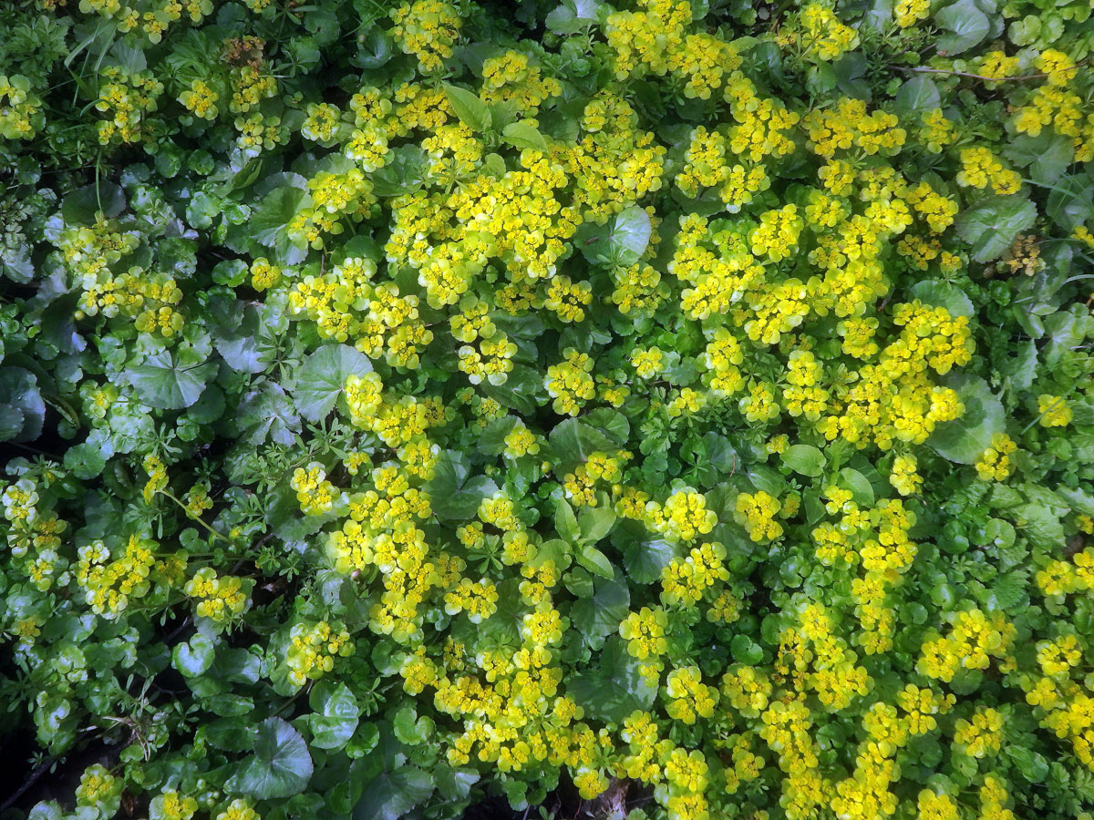 Mokrýš střídavolistý (Chrysosplenium alternifolium L.)