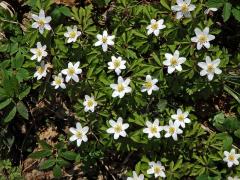 Sasanka hajní (Anemone nemorosa L.)