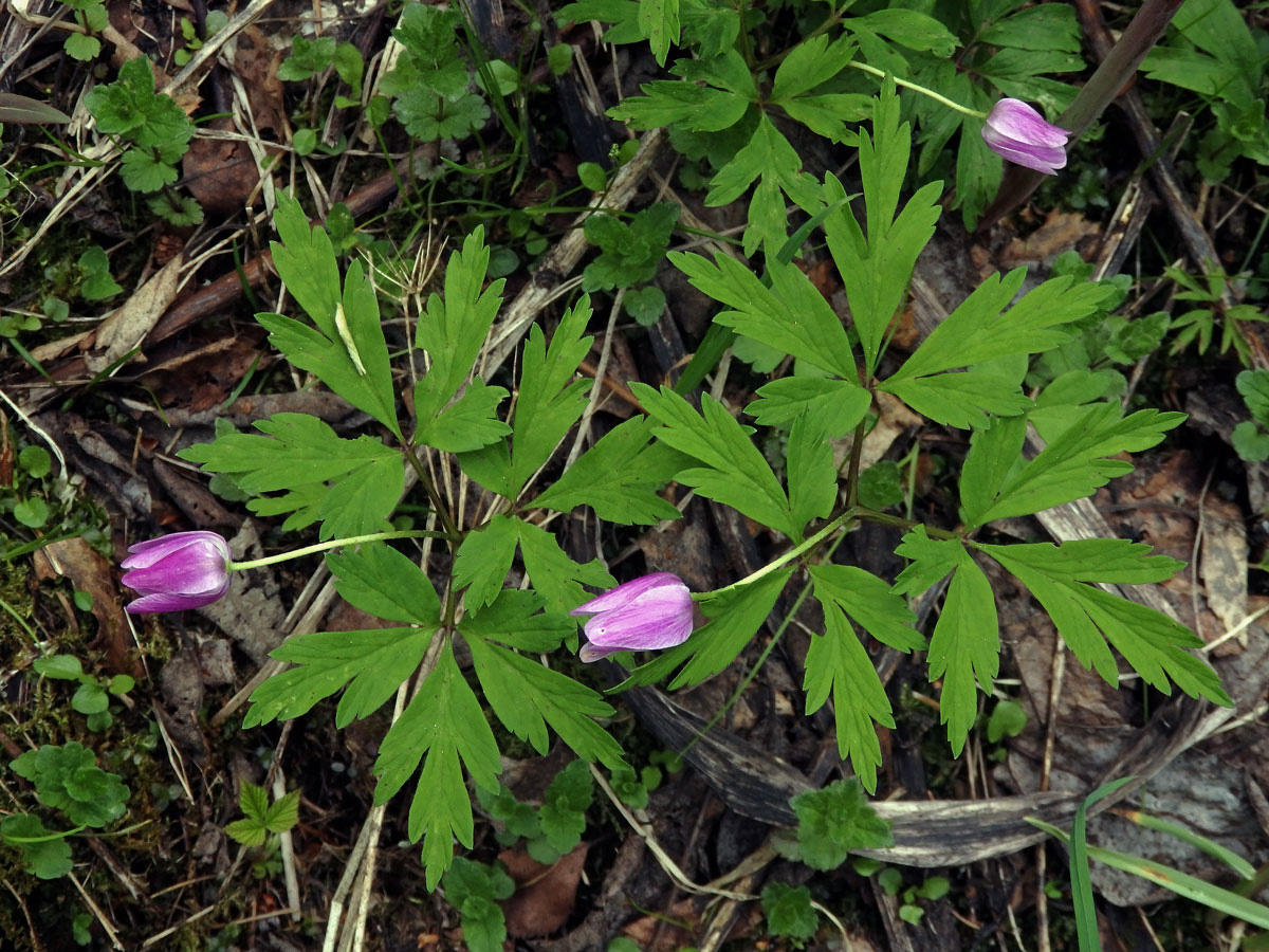 Sasanka hajní (Anemone nemorosa L.)