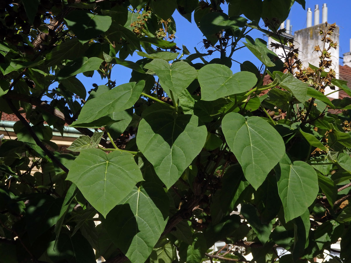 Pavlovnie plstnatá (Paulownia tomentosa (Thunb.) Steud.)