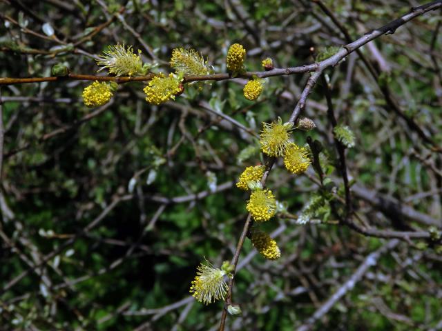 Vrba ušatá (Salix aurita L.)