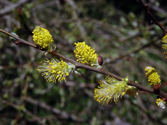 Vrba ušatá (Salix aurita L.)