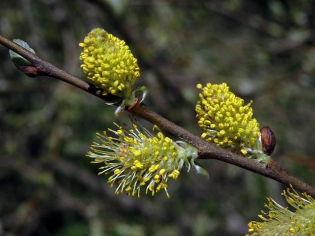 Vrba ušatá (Salix aurita L.)