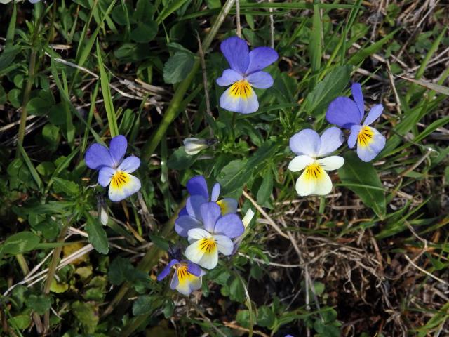 Violka trojbarevná (Viola tricolor L.)