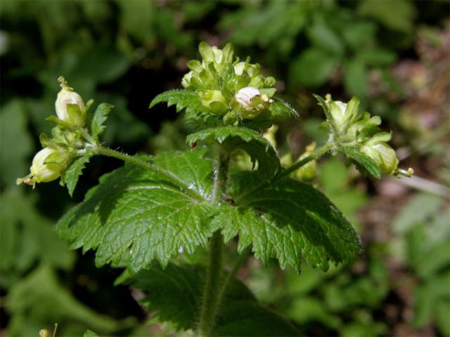 Krtičník jarní (Scrophularia vernalis L.)