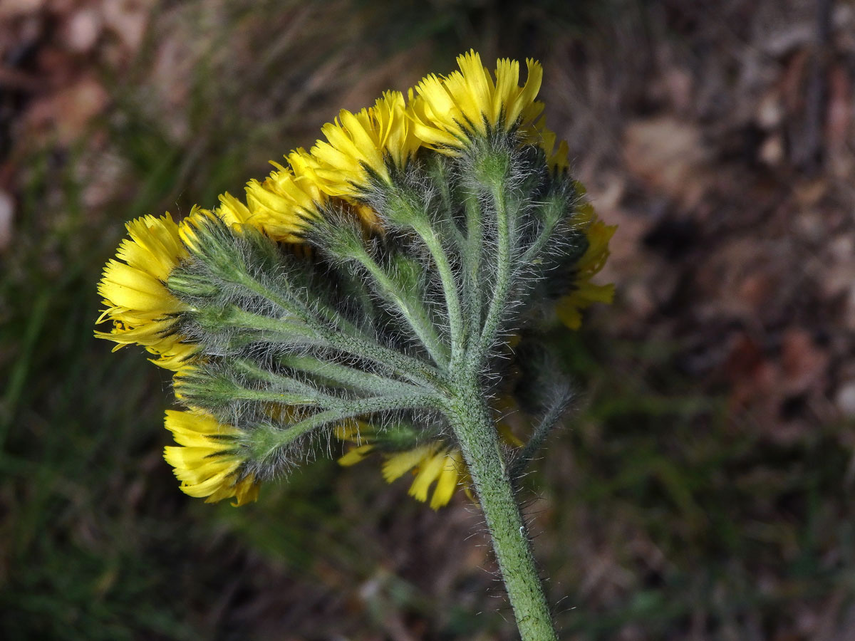 Chlupáček chocholičnatý (Pilosella cymosa (L.) F. W. Schultz et Sch. Bip.)