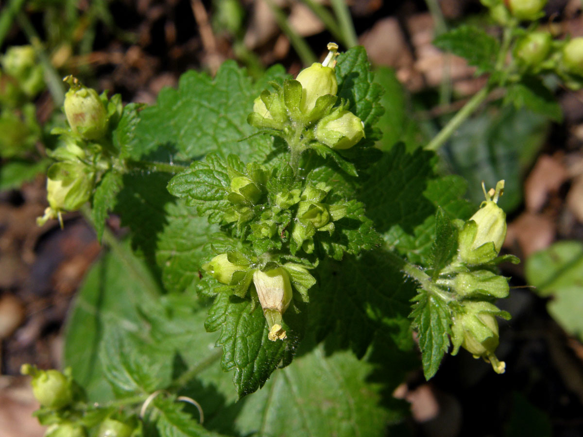 Krtičník jarní (Scrophularia vernalis L.)