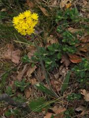 Chlupáček chocholičnatý (Pilosella cymosa (L.) F. W. Schultz et Sch. Bip.)